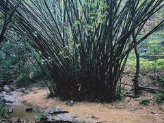 -滴水岩森林公园