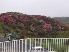 -贵州百里杜鹃风景名胜区