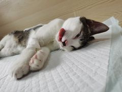 -乐派堂宠物医院·猫友好· 心脏科(东街店)