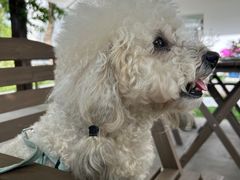 -爱侣宠医·鹦鹉专科·小型哺乳类·异宠专科(灵石路店)