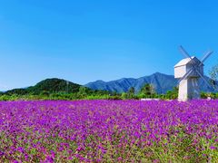 -北京东方普罗旺斯薰衣草庄园