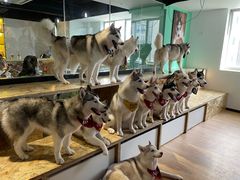 -Husky Go! 哈士奇体验馆·宠物咖啡厅狗咖