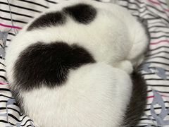 -圣宠动物医院·犬猫专科·影像中心·外科中心