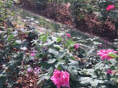 -人民公园(罗湖区)