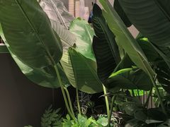 -KOI Thé(南坪协信星光时代广场店)
