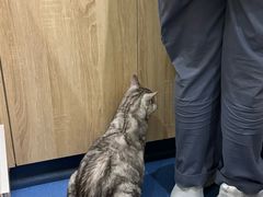 -佩兹宠物医院肿瘤专科·眼科·牙科(黄浦店)