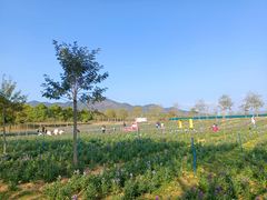 -天适樱花悠乐园