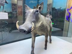 -国家自然博物馆