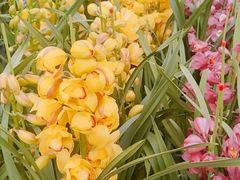 -三圣花乡旅游区