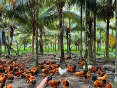 -兴隆槟榔园休闲农庄