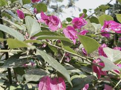 -百果园(东莞新世纪明上居2店)