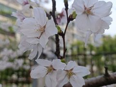 -高东镇樱花园