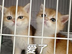 -翊宠yipet猫狗购宠庄园犬舍•猫舍