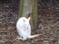 -费瑟代尔野生动物园