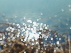 -合肥滨湖国家森林公园