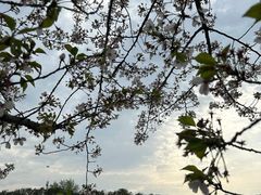 -高东镇樱花园