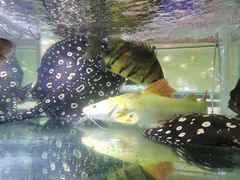 -华声天桥民俗文化园