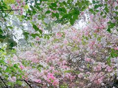 -深圳国际园林花卉博览园