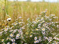 -野鸭湖国家湿地公园