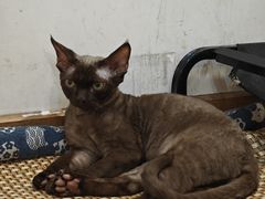 -柴迷FANS CLUB·柴犬狗咖·猫咖