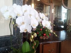 店内布置-福楼法餐厅FLO