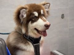 -宠福鑫康馨动物医院·骨科·眼科