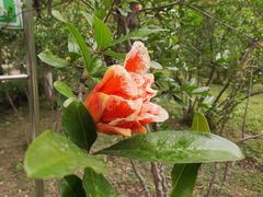 -咸阳湖景区-古渡公园