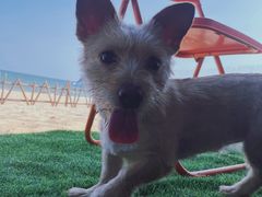 -西涌国际滨海旅游区