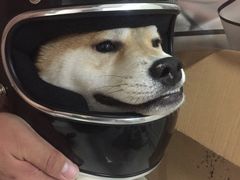 -老爆肚满五香烧牛羊肉