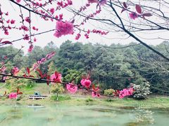 -铁山坪森林公园