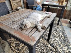 -喵屿·大理花园猫咖