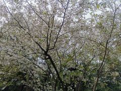 -武汉大学-樱园