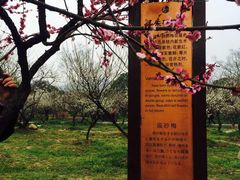 -香雪海