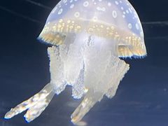 -大阪海游馆