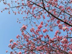 -东湖磨山景区樱花园-停车场