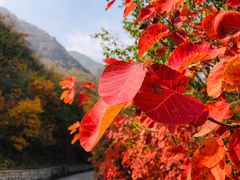 -鹫峰国家森林公园