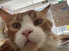 -平行世界·猫咖(首经贸店)