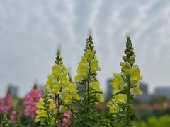 -春花秋色城市公园