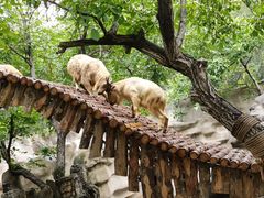 -北京野生动物园