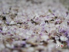 -嘉定紫藤园