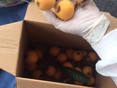 -塘栖枇杷特色园区