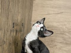 -小猫来了·猫舍(红山六九七九店)