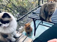 -喵屿·大理花园猫咖