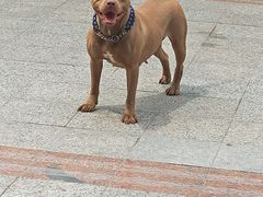 -喵汪萌宠屋旗舰店.洗澡美容.猫狗基地