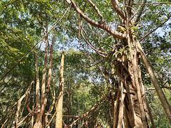 -中国科学院西双版纳热带植物园