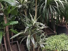 -秦美花卉(天朗·莱茵小城2期店)
