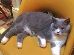 -猫色咖啡·猫咖