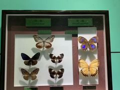 -上海昆虫博物馆