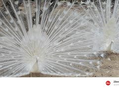 -泉州海丝野生动物世界