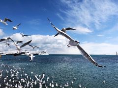 -青海湖国家重点风景名胜区